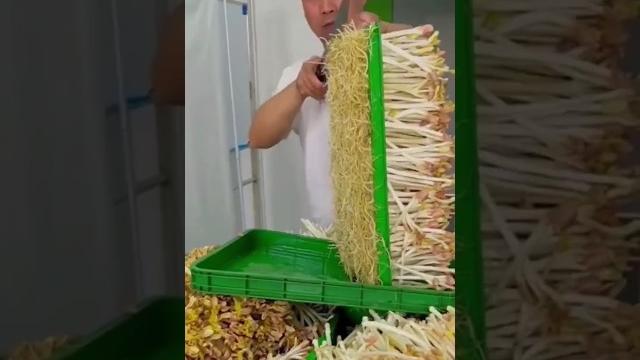 Tauge toge Tauge toge