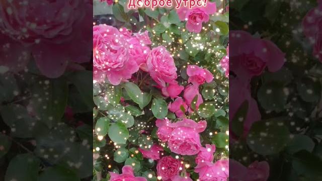 Доброе утро,хорошего дня открытки на каждый день #открытка #доброеутро #видеооткрытка #доброеутречко Доброе утро,хорошего дня открытки на каждый день #открытка #доброеутро #видеооткрытка #доброеутречко
