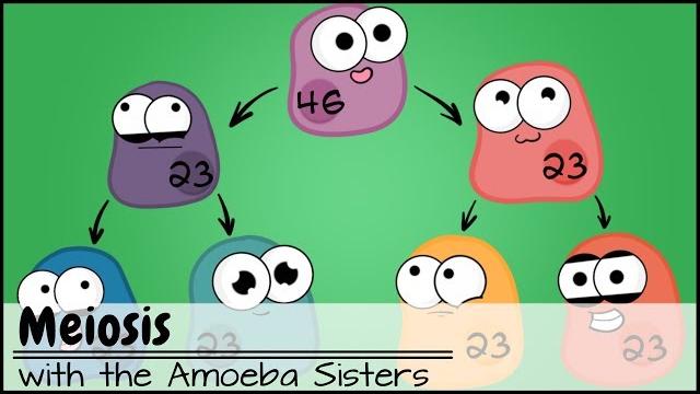Meiosis (updated) Meiosis (updated)