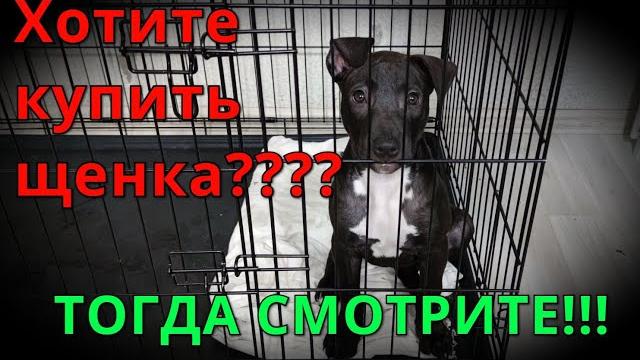 Хотите купить щенка??? тогда смотрите!!! Хотите купить щенка??? тогда смотрите!!!