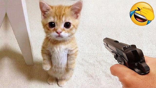 Funniest cats and dogs clip 2025try not to laugh Funniest cats and dogs clip 2025try not to laugh