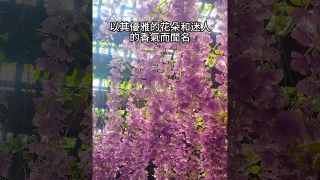紫藤花是一種美麗的攀緣植物 #雨林老爬 紫藤花是一種美麗的攀緣植物 #雨林老爬