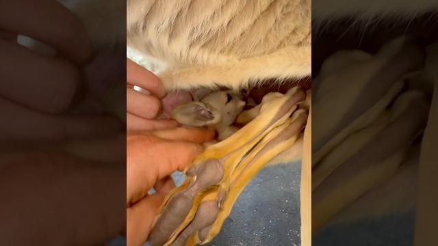 Wow! this #kangaroo joey is huge! come visit our amazing animals! book now at animaledventures.com Wow! this #kangaroo joey is huge! come visit our amazing animals! book now at animaledventures.com
