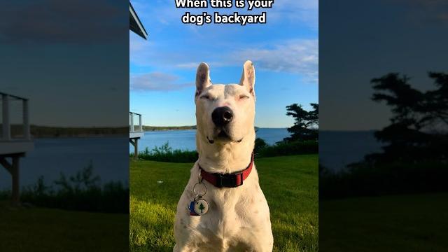 #maine #dogs #cute #nature #sea #ocean #maine #dogs #cute #nature #sea #ocean