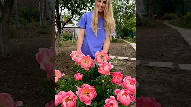 Чем подкормить пионы #огород #дача #пионы #цветник Чем подкормить пионы #огород #дача #пионы #цветник
