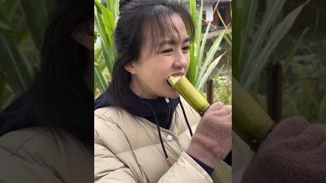如果觉得生活有点苦就来广西吃点甜#砂糖橘 #春子的快乐生活 如果觉得生活有点苦就来广西吃点甜#砂糖橘 #春子的快乐生活