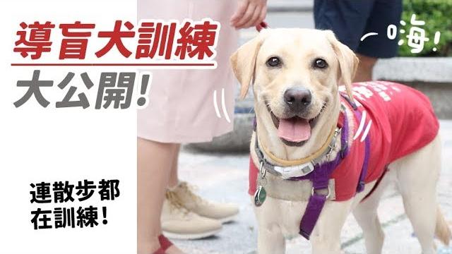 【導盲犬訓練大公開!連散步都在訓練!】#狸銘調查室 ep.2 志銘與狸貓 【導盲犬訓練大公開!連散步都在訓練!】#狸銘調查室 ep.2 志銘與狸貓