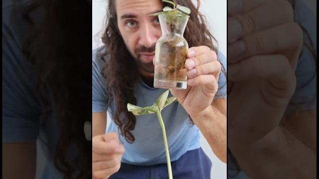Stop placing your plant cuttings in water #plants #gardeningtips #propagation #waterpropagation Stop placing your plant cuttings in water #plants #gardeningtips #propagation #waterpropagation