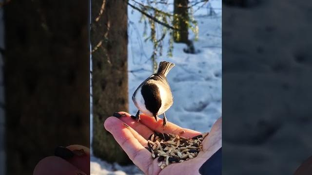 A little bird eats with his hand A little bird eats with his hand