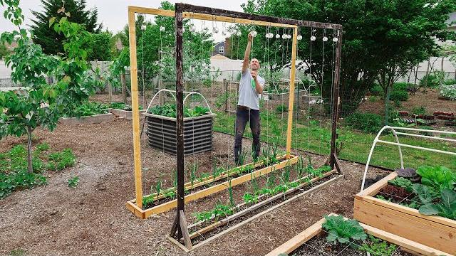 This method of trellising tomatoes is a game changer! This method of trellising tomatoes is a game changer!