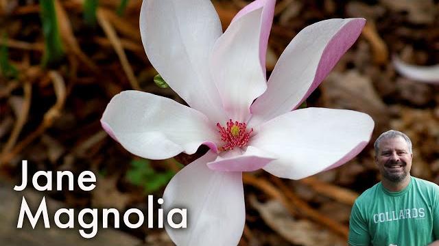 Magnolia 'jane' - jane deciduous magnolia Magnolia 'jane' - jane deciduous magnolia