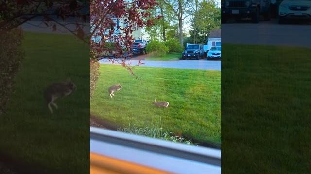 Too cute! two bunnies playing leapfrog in the front yard! #animalmindblown #bunny #funnyanimals Too cute! two bunnies playing leapfrog in the front yard! #animalmindblown #bunny #funnyanimals