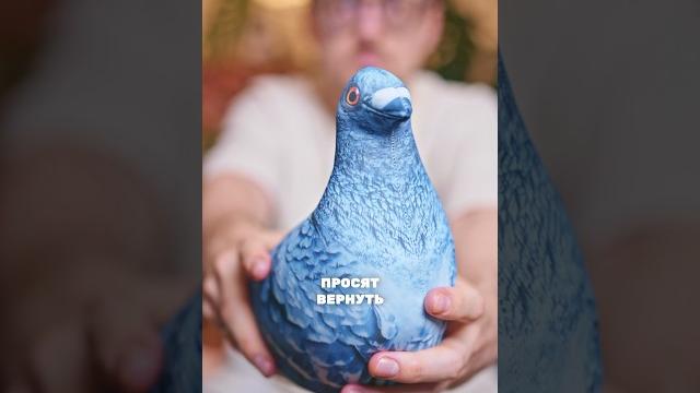 Голубь синяк вернулся Голубь синяк вернулся