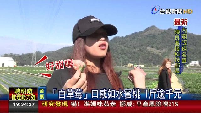 「白草莓」口感如水蜜桃1斤逾千元 「白草莓」口感如水蜜桃1斤逾千元