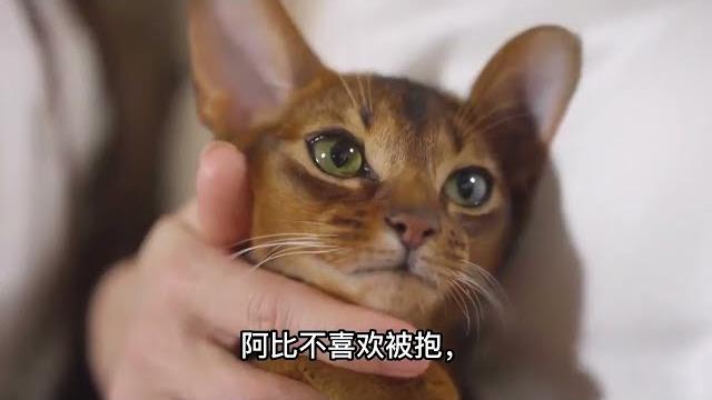 全球智商最高的品种猫,阿比西尼亚猫,你适合养吗? 全球智商最高的品种猫,阿比西尼亚猫,你适合养吗?