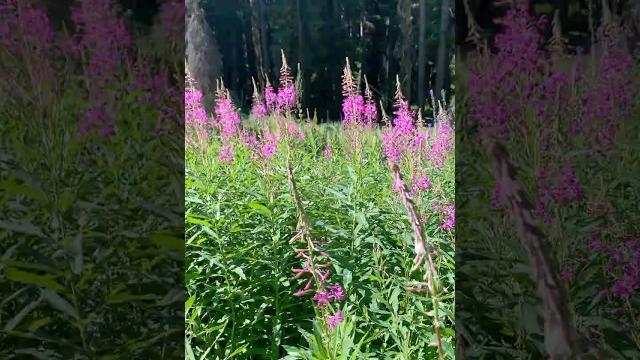 How to make fireweed tea (ivan chai) #foraging #tea #herbs #camping #outdoors #wilderness How to make fireweed tea (ivan chai) #foraging #tea #herbs #camping #outdoors #wilderness