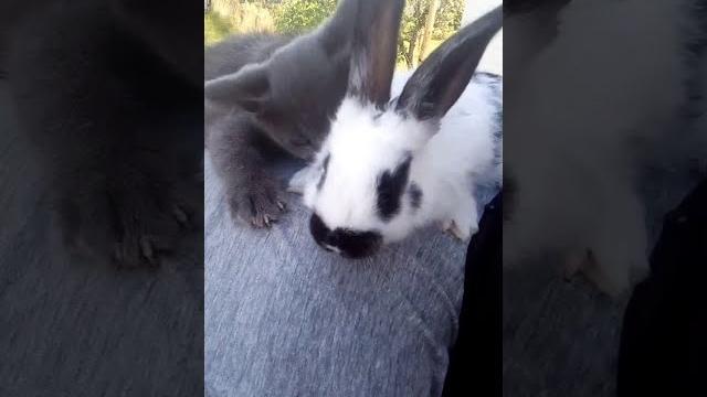 Приколы кота гуччи /я ржал пол часа Приколы кота гуччи /я ржал пол часа