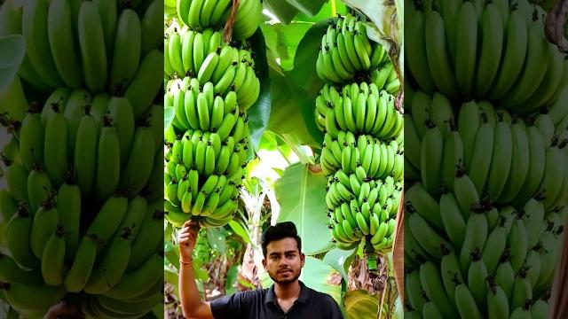 Export quality banana.. Export quality banana..
