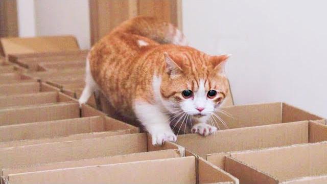主人用快递箱设路障,橘猫腿短爬不动,结果零食一放像个炮弹嗖一下射出!|花花与三猫 cat live 主人用快递箱设路障,橘猫腿短爬不动,结果零食一放像个炮弹嗖一下射出!|花花与三猫 cat live