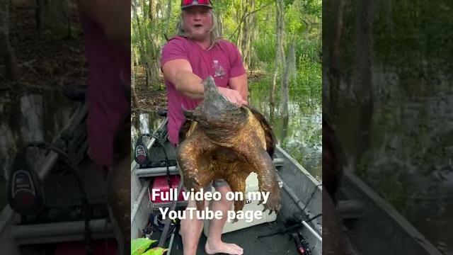 Catch and release on a beautiful alligator snapping turtle!!! Catch and release on a beautiful alligator snapping turtle!!!