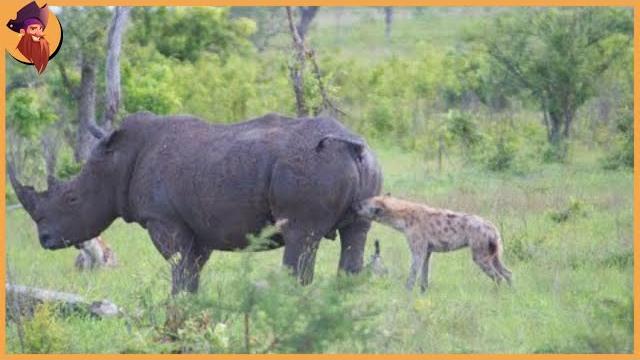 12 times hyenas messed with the wrong animals 12 times hyenas messed with the wrong animals