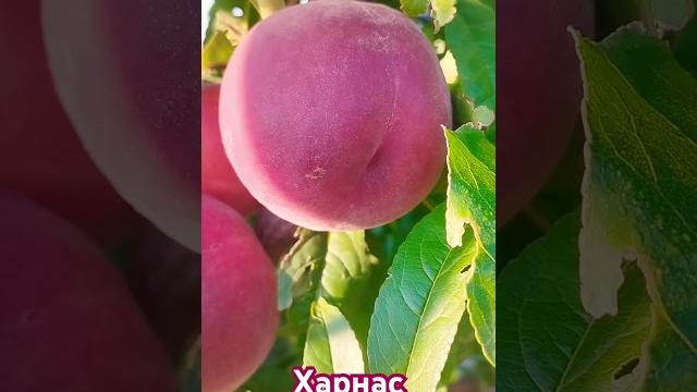 Ранний канадский персик харнас (harnas) Ранний канадский персик харнас (harnas)