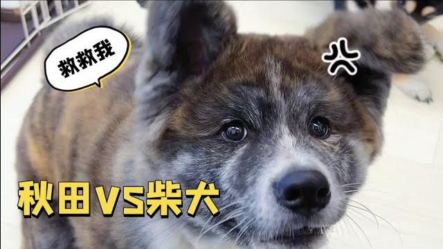 小秋田在骨頭面前竟然表現的如此沈穩?! 小秋田在骨頭面前竟然表現的如此沈穩?!