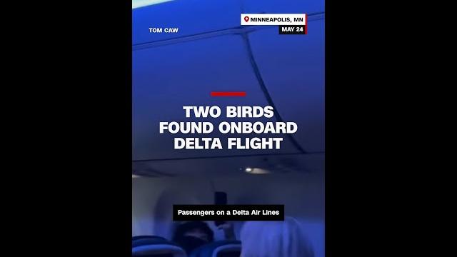 Two birds found onboard delta flight Two birds found onboard delta flight