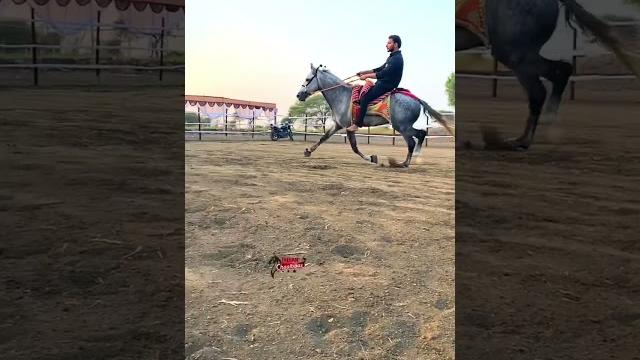 #parbhanihorserace2023 #maharashtrahorserace #parbhanihorserace2023 #maharashtrahorserace