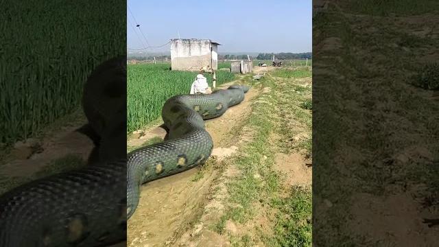 Anaconda snake chasing boy video #shorts Anaconda snake chasing boy video #shorts
