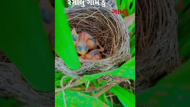 Rajbha gadhvi dayra ni moj gujarati gir ni moj Rajbha gadhvi dayra ni moj gujarati gir ni moj