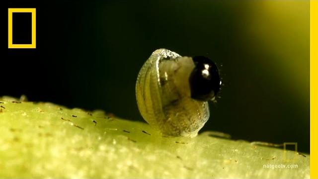 Butterfly: a life | national geographic Butterfly: a life | national geographic