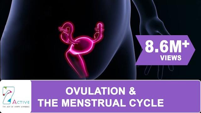 Ovulation & the menstrual cycle Ovulation & the menstrual cycle
