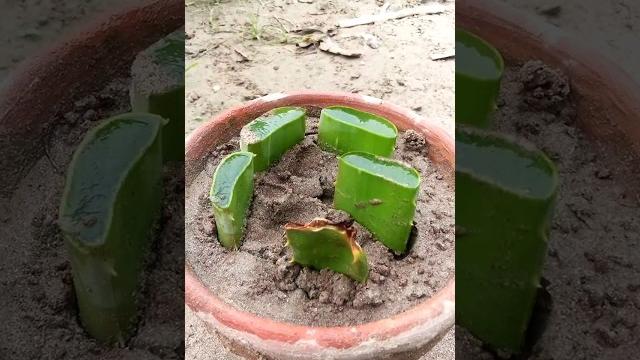 How to grow aloe vera from leaf#aloevera #plant How to grow aloe vera from leaf#aloevera #plant