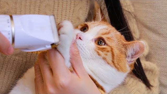 猫咪被剃脚毛,爪子奇痒暴跳如雷,直接撕烂了猫包!|花花与三猫 cat live 猫咪被剃脚毛,爪子奇痒暴跳如雷,直接撕烂了猫包!|花花与三猫 cat live