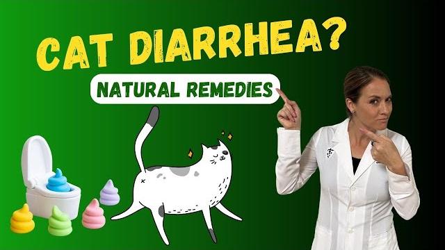 Top natural remedies for cat diarrhea | holistic veterinarian advice - dr. katie woodley Top natural remedies for cat diarrhea | holistic veterinarian advice - dr. katie woodley