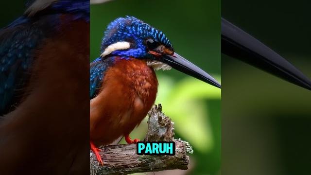 Paruh burung jadi inspirasi kereta jepang Paruh burung jadi inspirasi kereta jepang