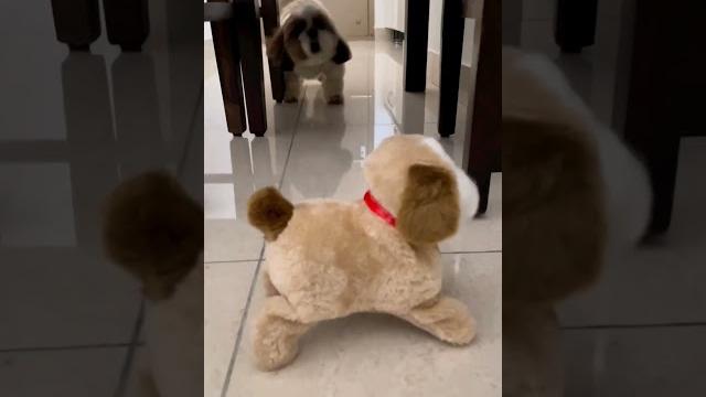 Shihtzu dog with toy dog bhhot #shihtzupuppies #reels #dogs Shihtzu dog with toy dog bhhot #shihtzupuppies #reels #dogs