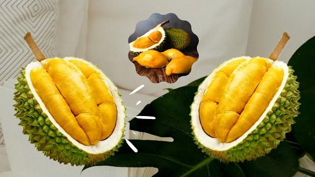 Durian fruit gred aaa black gold musang king Durian fruit gred aaa black gold musang king