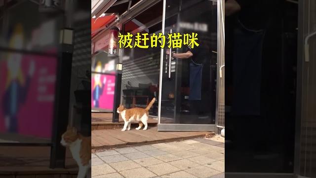 只因听人说猫来穷,流浪猫就被老板娘三番五次赶走。 #animals #cat #shorts 只因听人说猫来穷,流浪猫就被老板娘三番五次赶走。 #animals #cat #shorts