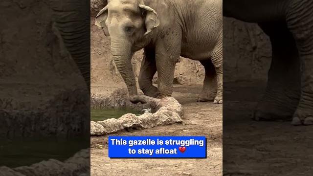 Thoughtful elephant rescues gazelle from drowning Thoughtful elephant rescues gazelle from drowning
