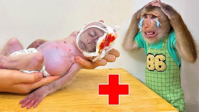 Pipi accidentally injured laka Pipi accidentally injured laka