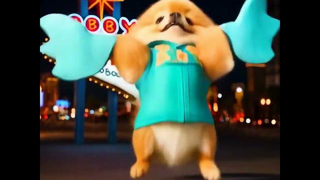 This pomeranian owns the vegas strip! #shorts This pomeranian owns the vegas strip! #shorts
