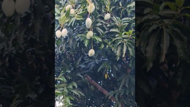 Large homegrown mango! buah mangga segar #shorts #homegrown #fruit #mango #mangga #indonesia #riau Large homegrown mango! buah mangga segar #shorts #homegrown #fruit #mango #mangga #indonesia #riau