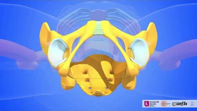 The female pelvic organs. bony pelvis The female pelvic organs. bony pelvis