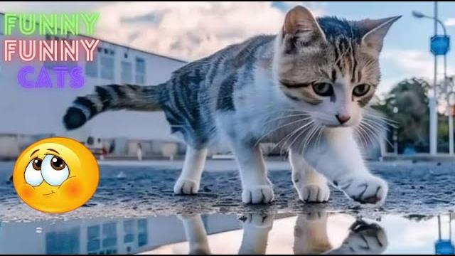 Funny cat videos try not to laugh cat funny videos funny cat videos on youtube part 107 Funny cat videos try not to laugh cat funny videos funny cat videos on youtube part 107