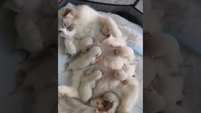 #cat#kitten#kedi#kediler#cutestbaby#süt #meme#milk#catmilk#doğum #birhtday#gebelik#pregnancy#paw #cat#kitten#kedi#kediler#cutestbaby#süt #meme#milk#catmilk#doğum #birhtday#gebelik#pregnancy#paw