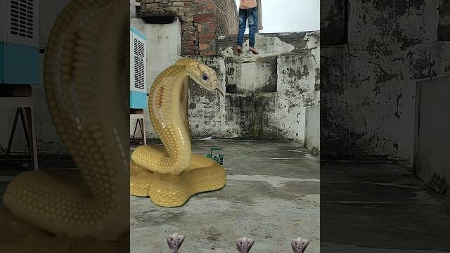 Snake video saamp funny nagin vfx video #shorts #youtube Snake video saamp funny nagin vfx video #shorts #youtube