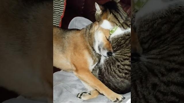 Cat cleaning it's shiba sisters ears lol Cat cleaning it's shiba sisters ears lol