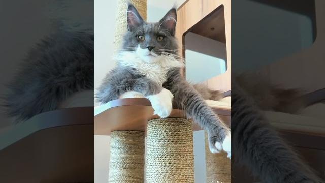 Maine coon cat meows | cute maine coon Maine coon cat meows | cute maine coon